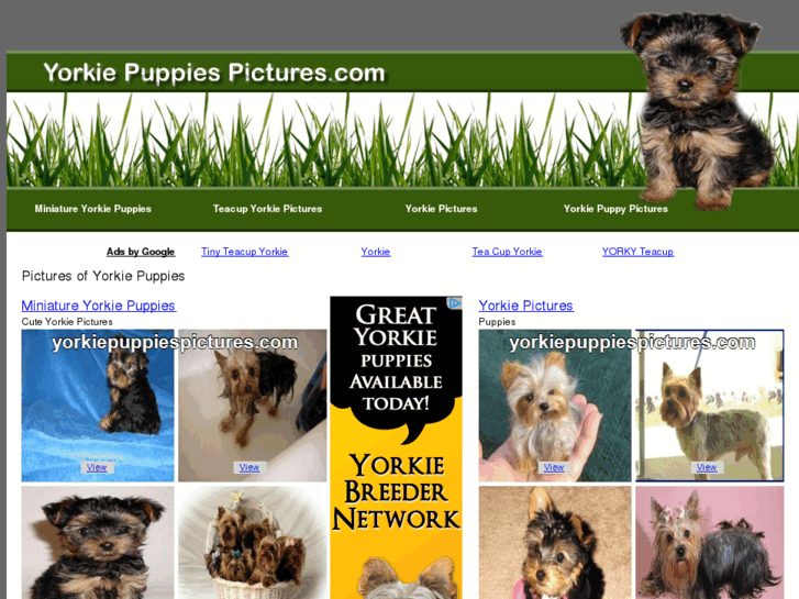 www.yorkiepuppiespictures.com