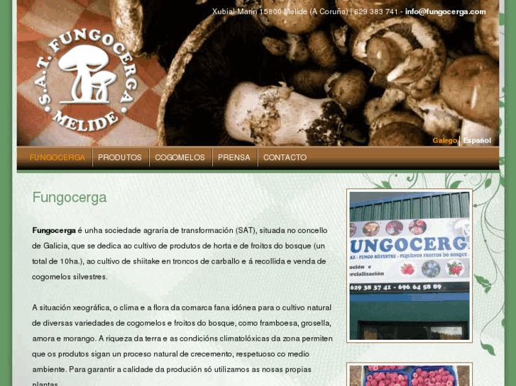 www.fungocerga.com