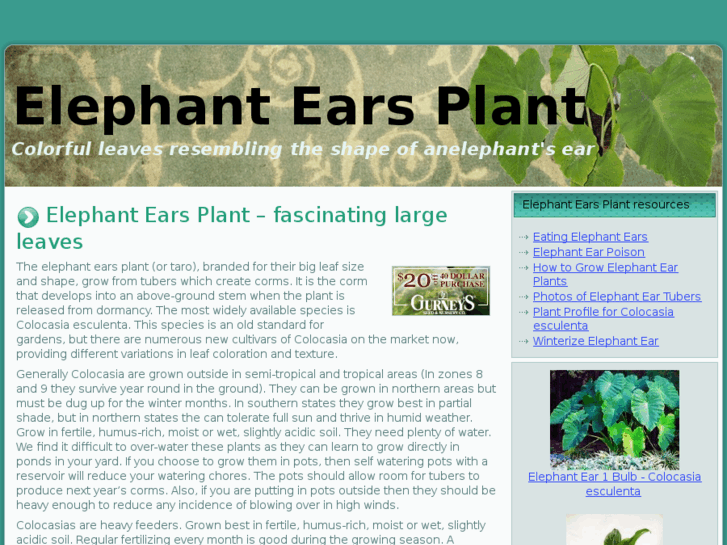 www.elephantearsplant.com