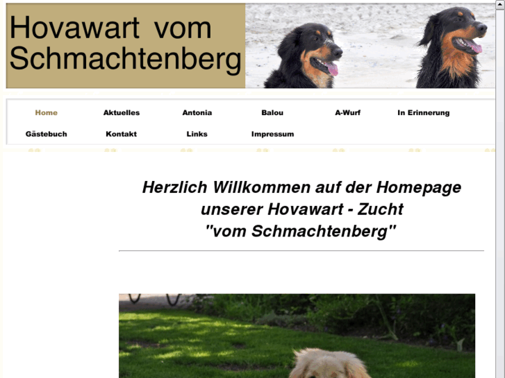 www.hovawart-schmachtenberg.com