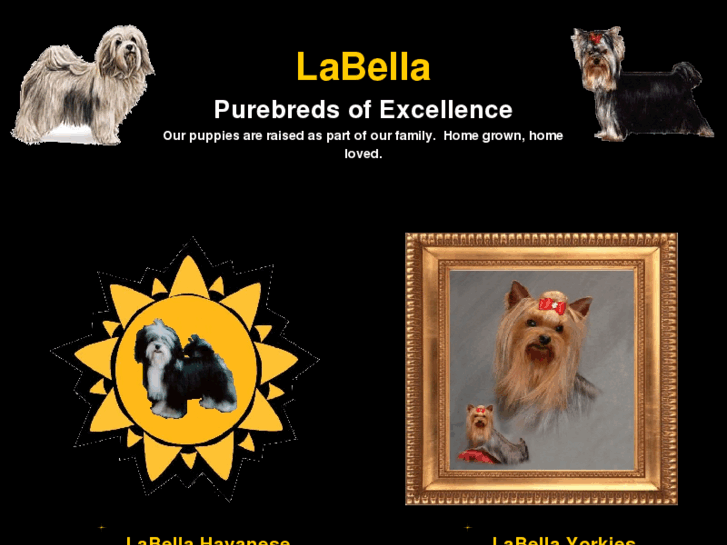 www.labellapurebreds.com