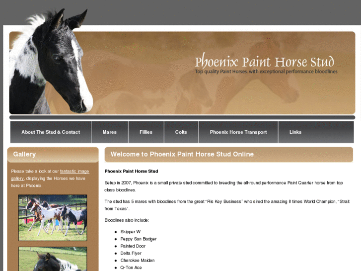 www.phoenixpainthorsestud.co.uk