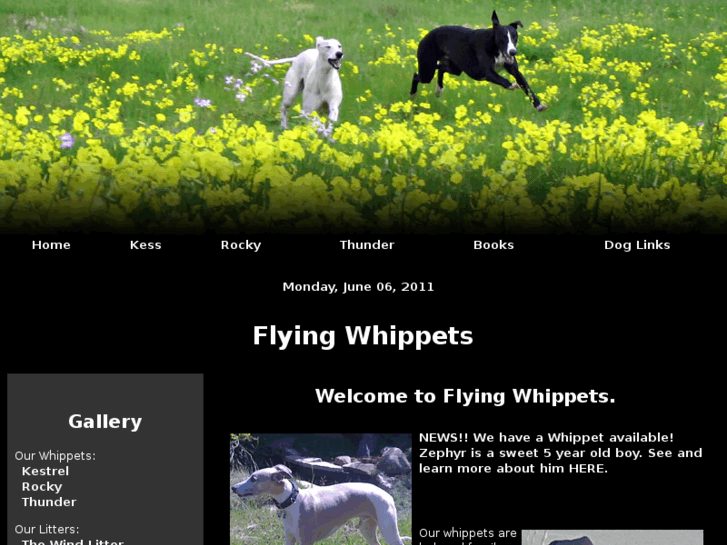 www.flyingwhippets.com