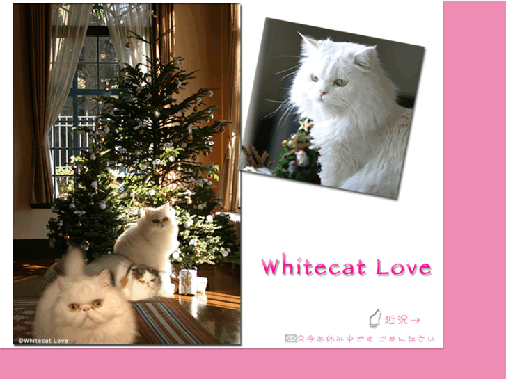 www.whitecat-love.com