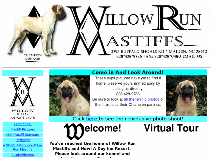 www.willowrunmastiffs.com