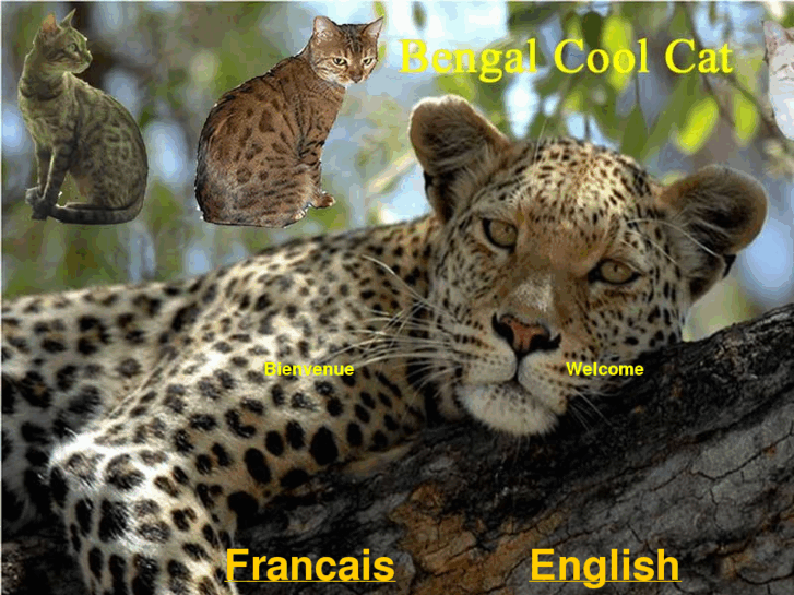 www.bengalcoolcat.com