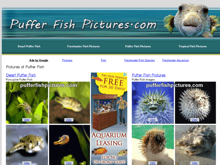 www.pufferfishpictures.com