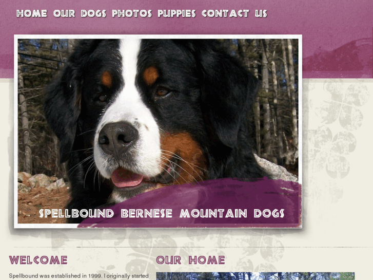 www.spellboundbernese.com