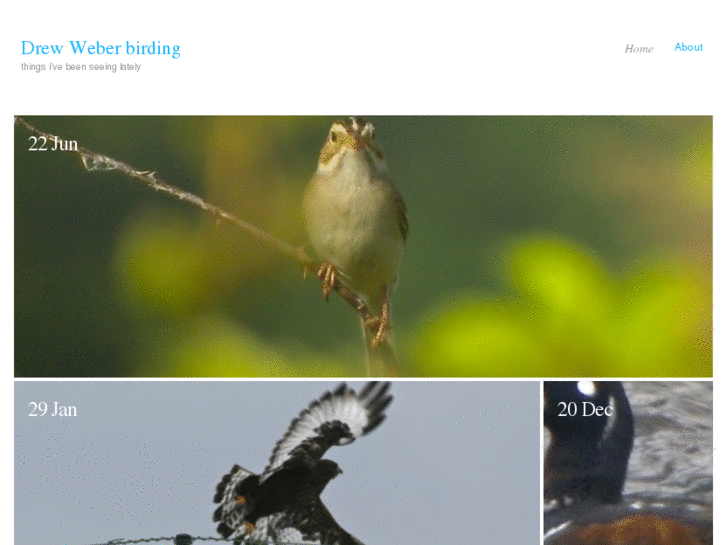 www.drewweberbirding.com