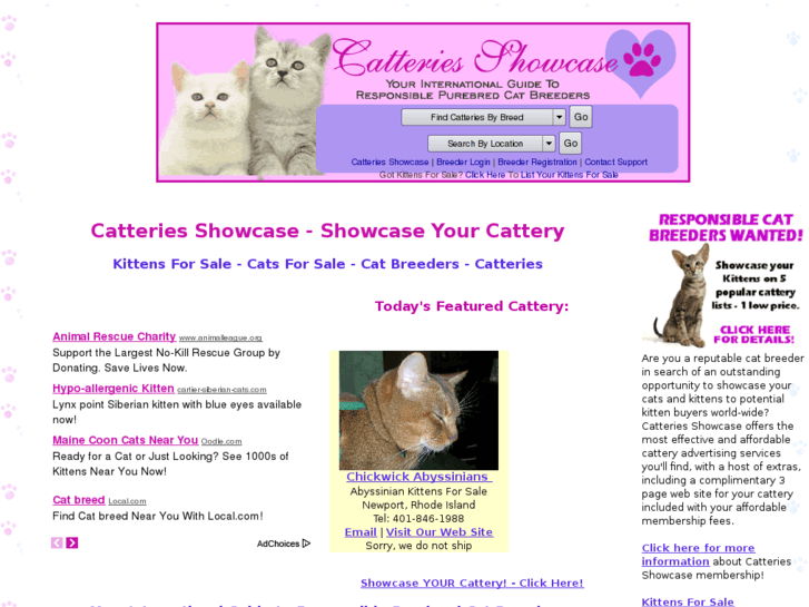 www.kittens-showcase.com