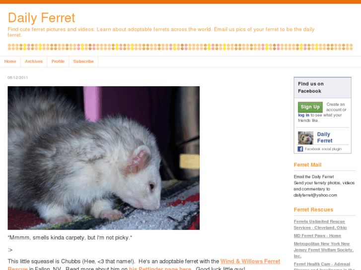 www.dailyferret.com