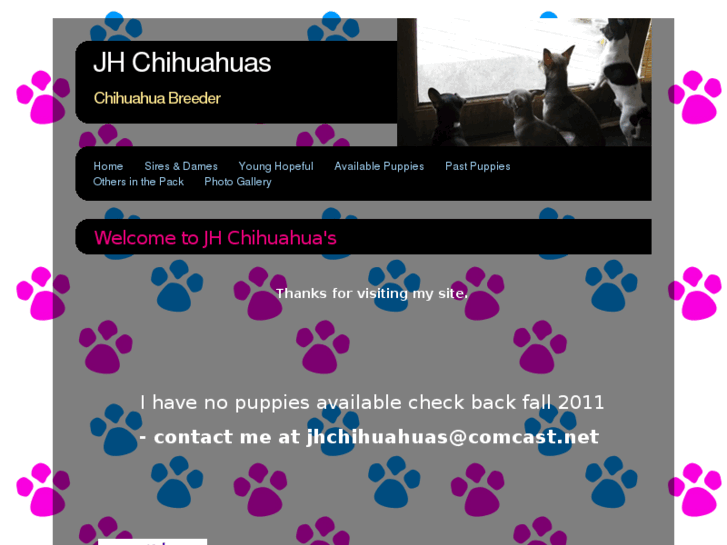 www.jhchihuahuas.com