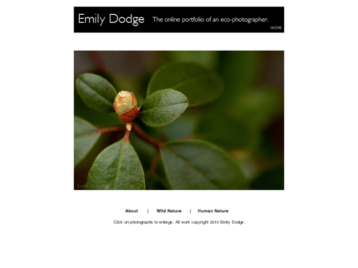 www.emilydodge.com