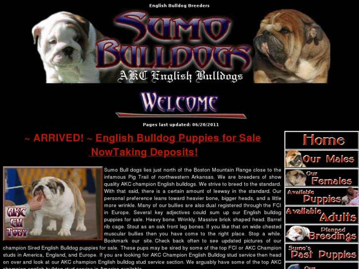 www.sumobulldogs.com