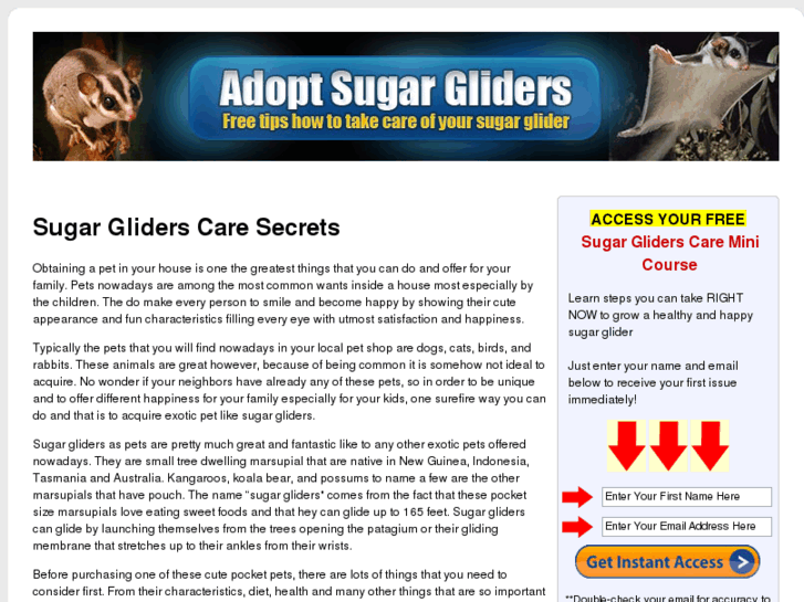 www.adoptsugargliders.com