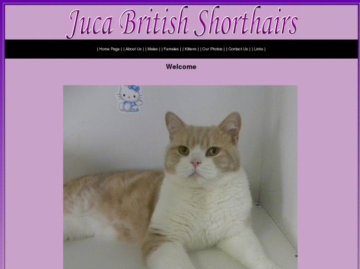 www.jucabritishshorthairs.com