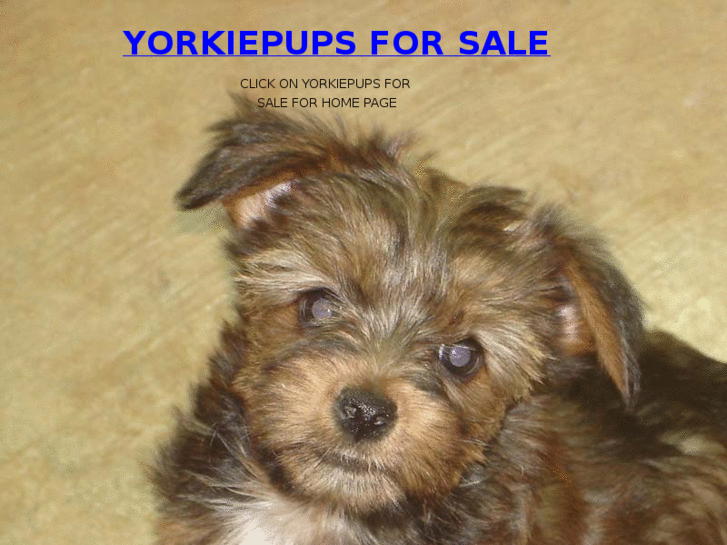 www.yorkiepups.net