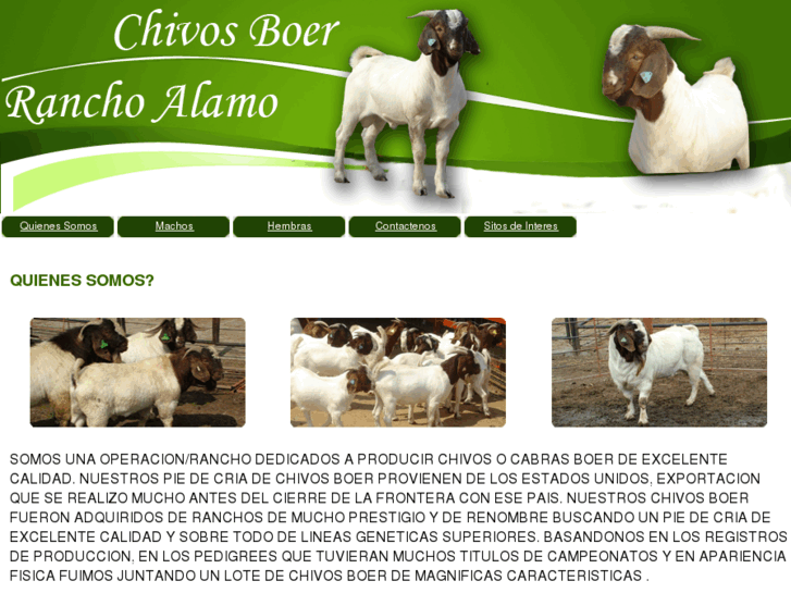 www.chivosboer.com