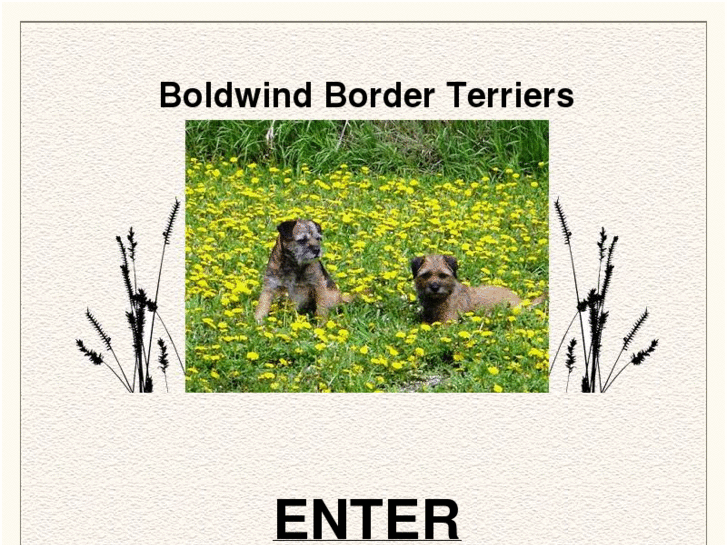 www.boldwind-border-terriers.com