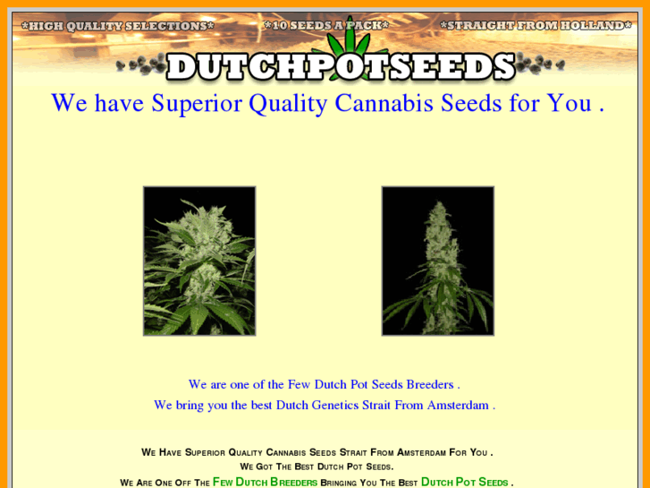 www.dutchweedseeds.com