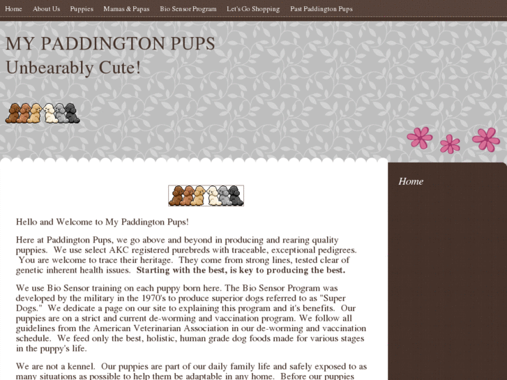 www.mypaddingtonpups.com