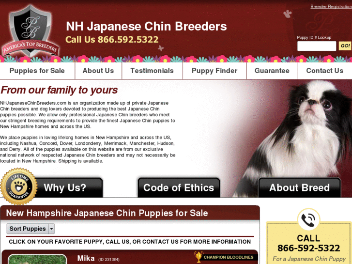 www.nhjapanesechinbreeders.com