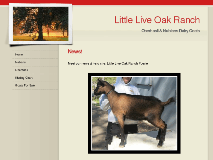 www.littleliveoakranch.com