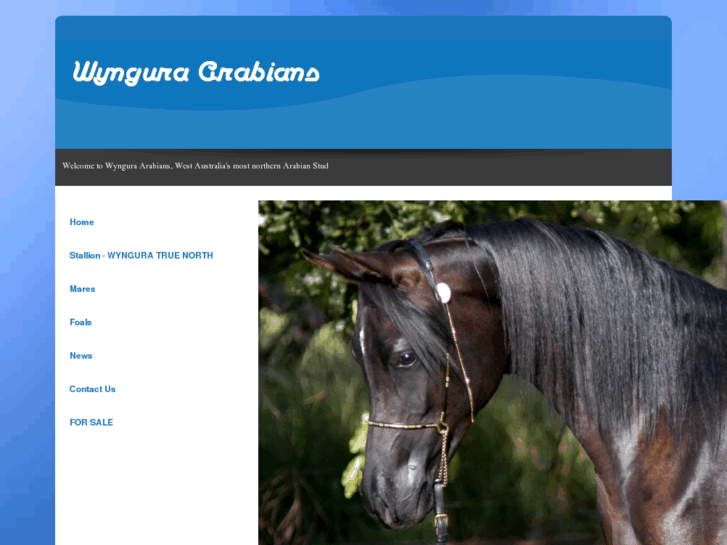 www.wynguraarabians.com