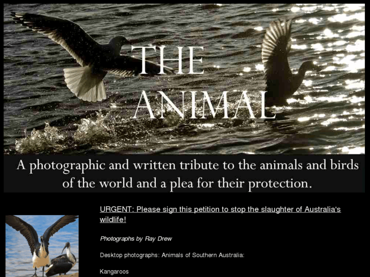 www.the-animal.net