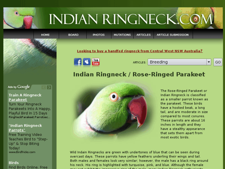 www.indianringneck.com