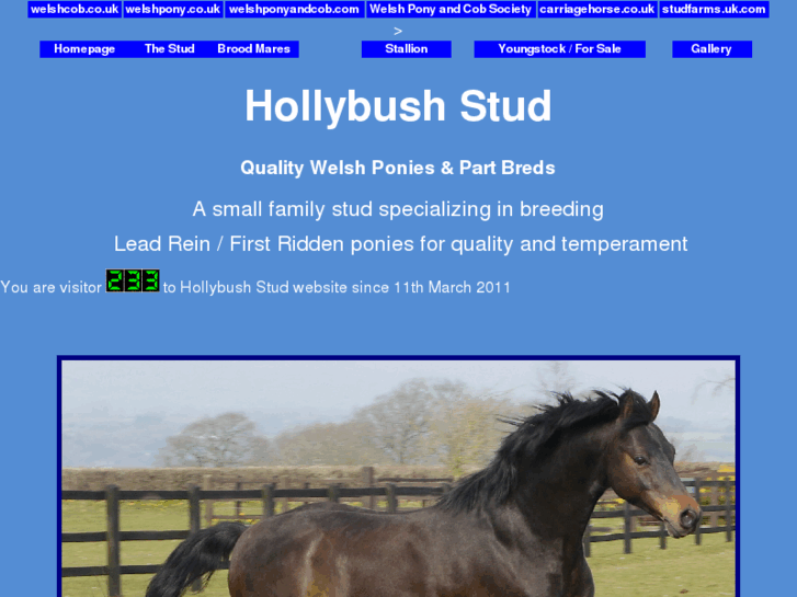 www.hollybushponies.com