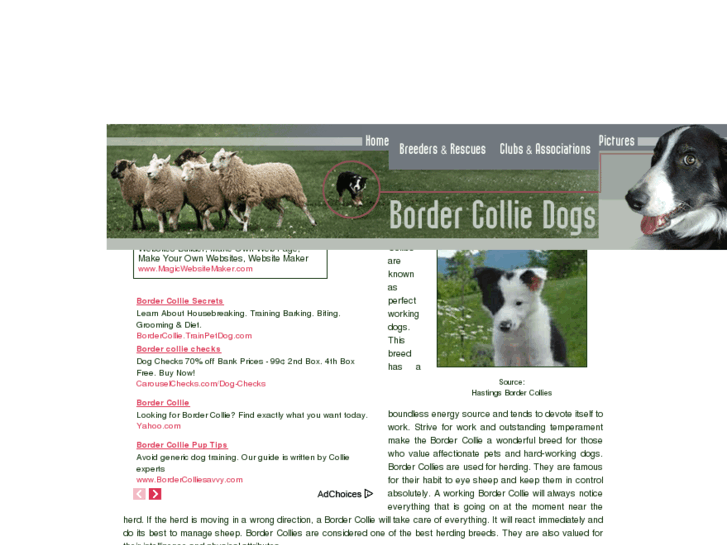 www.border-collie-dogs.com