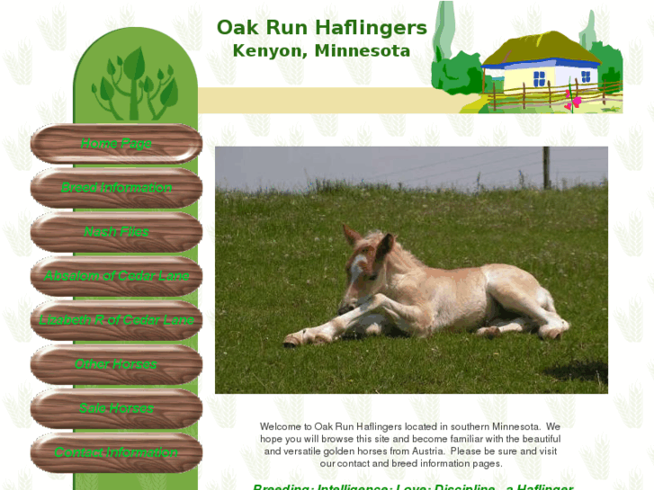 www.oakrunhaflingers.com