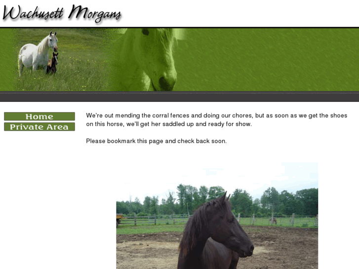 www.wachusettmorgans.com