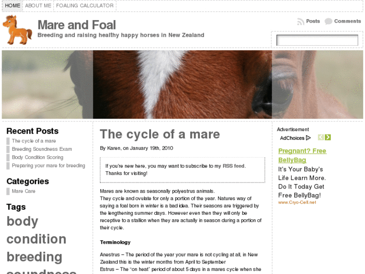 www.mareandfoal.co.nz