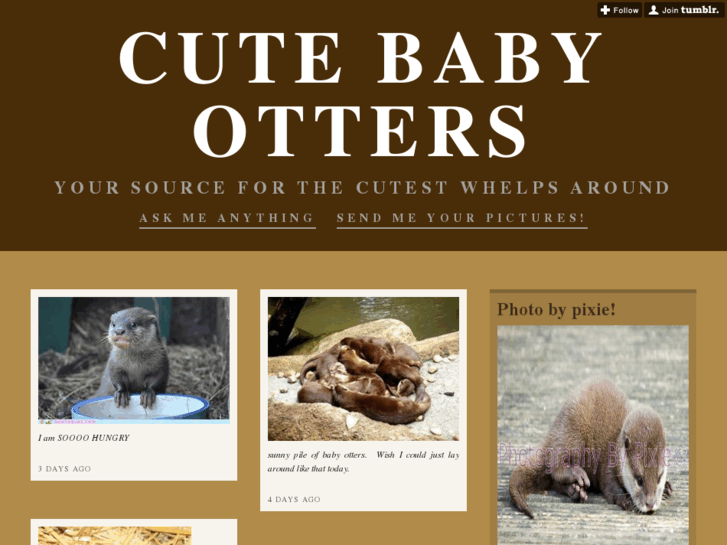 www.cutebabyotters.com