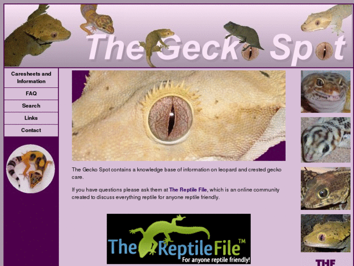 www.thegeckospot.net