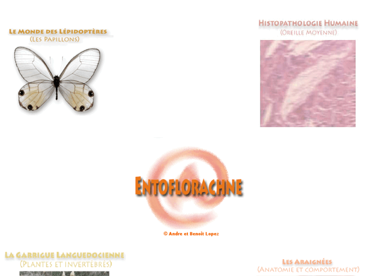 www.entoflorachne.com