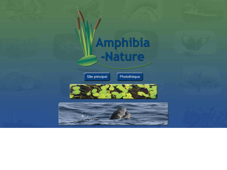 www.amphibia-nature.com