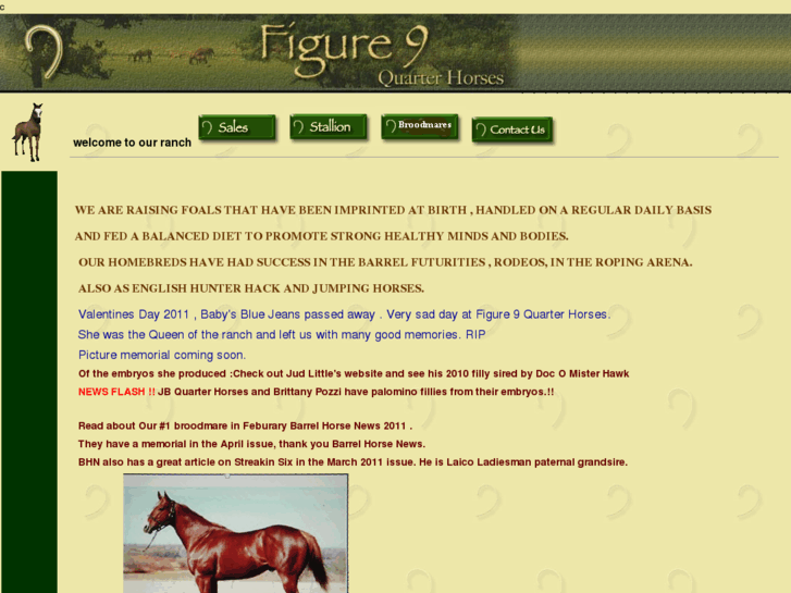 www.figure9quarterhorses.com