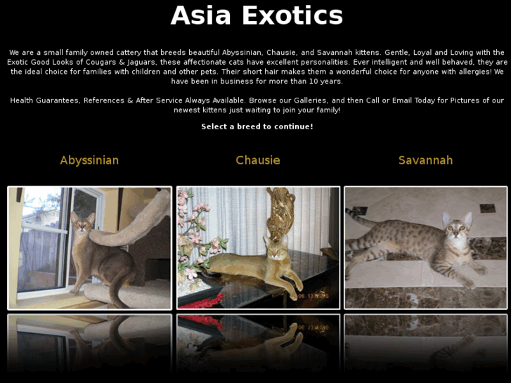 www.asiaexoticcat.com