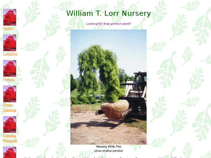 www.lorrnursery.com