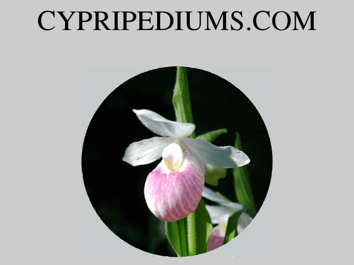 www.cypripediums.com