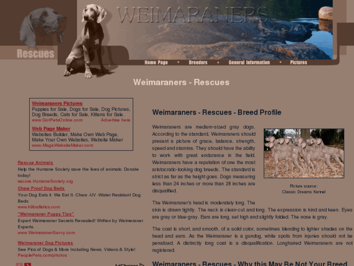 www.weimaraners-rescues.com