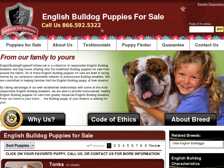 www.englishbulldogpuppiesforsale.net