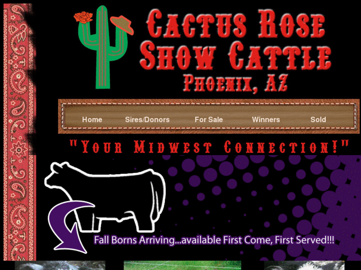 www.cactusroseshowcattle.com