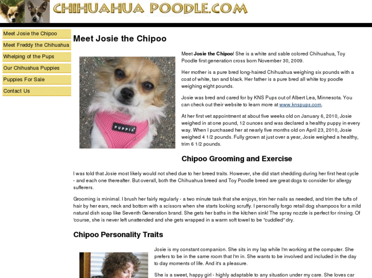 www.chihuahuapoodle.com