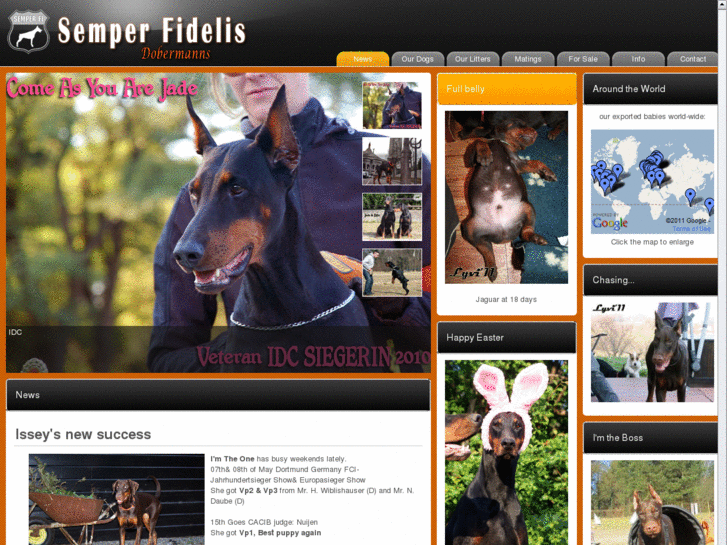 www.semperfi-dobermanns.com