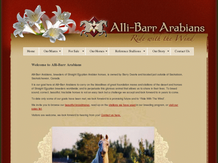 www.allibarrarabians.com