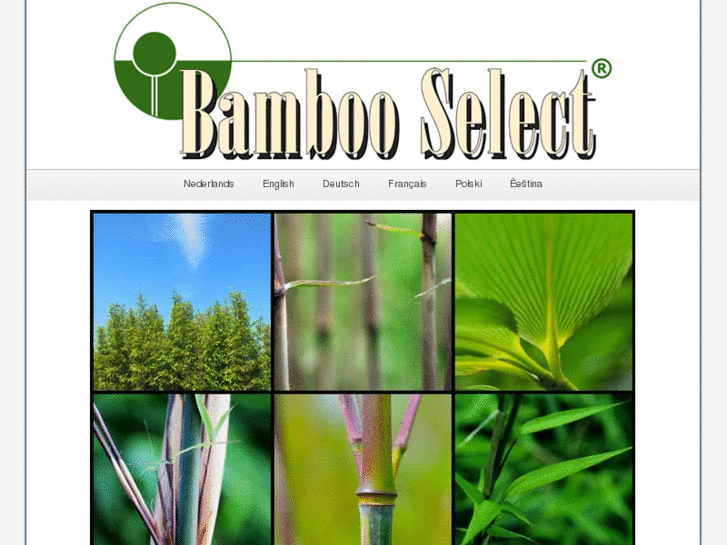 www.bambooselect.com